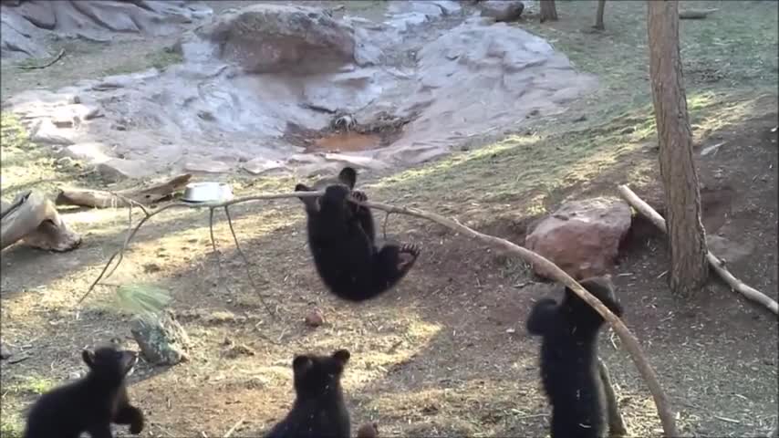 Baby bear playing! Cute animals