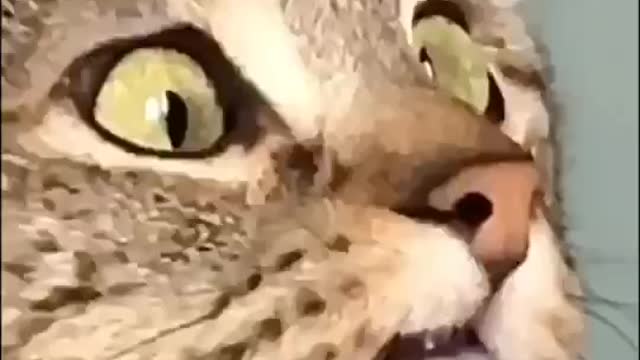 Your first share has to buy you a catWhat is Cat in your language?