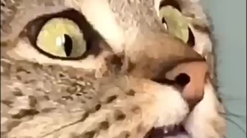Your first share has to buy you a catWhat is Cat in your language?