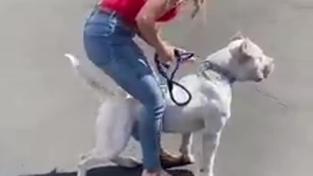 Cute dog video funny dog video