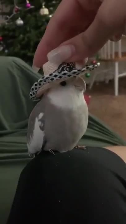 Classy Cockatiel