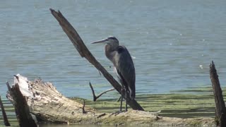 279 Toussaint Wildlife - Oak Harbor Ohio - Just Another Magnificent Capture