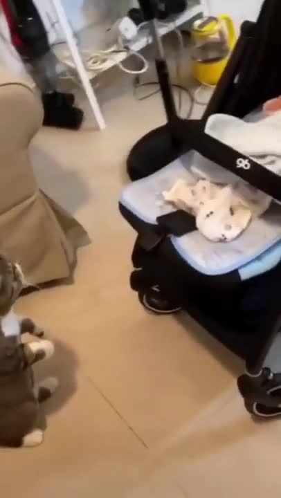 0.cute cat and funny cat shorts❤🤣