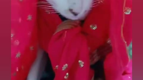 Cat husband and wife
