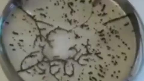 Graphene oxide, which responds to radio waves.