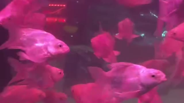 beautiful fish