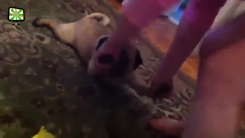 BEST FUNNY PUG VIDEO