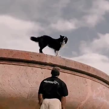 Animal vs human || Funny & interesting Dog