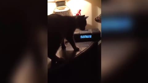 funny cats and dogs try not to laugh
