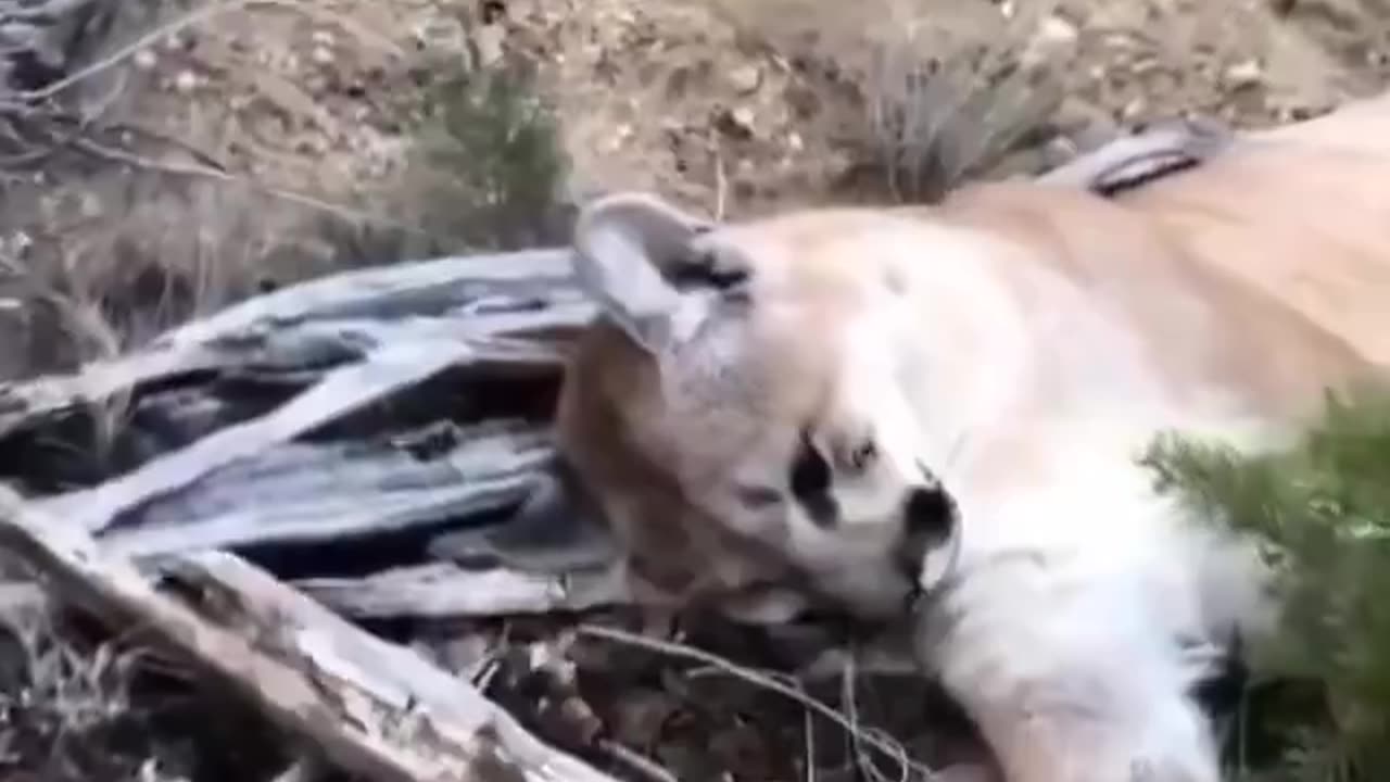 Man Blasts Mountain Lion