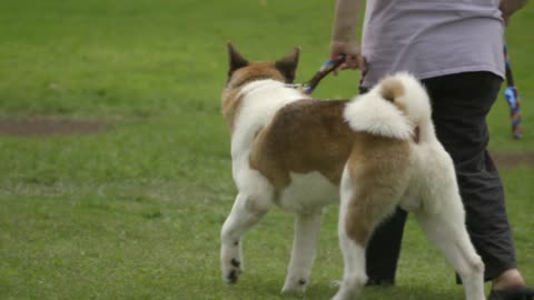 AKITA THE JAPANESE BEAR DOG