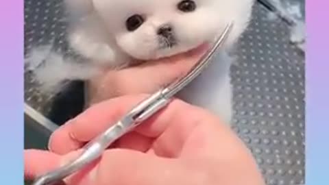 Cute baby Dog