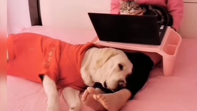 Funny Dogs video 2022#Short