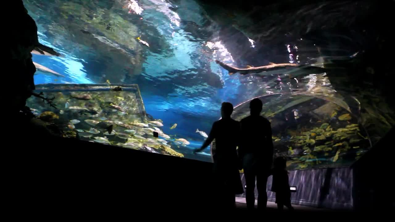 A family of three walks hand in hand through an underwater tunnel at an aquarium