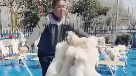 Doggos Jumping Rope