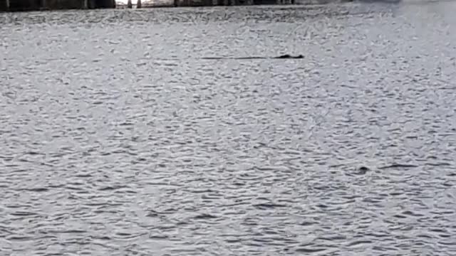 Big gator
