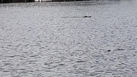 Big gator