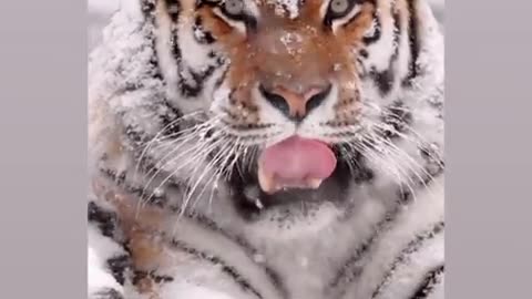 Tiger ... 🐅 ... 🐾