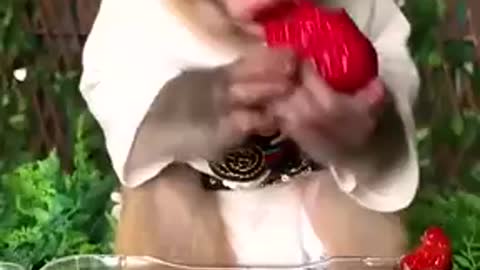 Funny pets vídeos best the world..