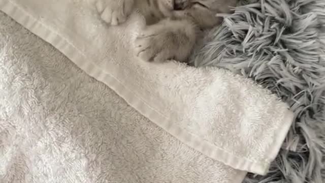 Sleepy kitten wakes up