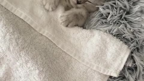 Sleepy kitten wakes up