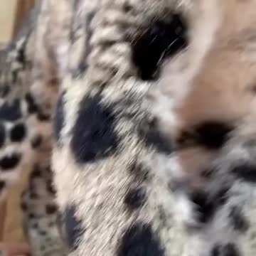 Biiiiiiiiig stretchies 🥰