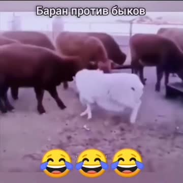 Ram against bulls