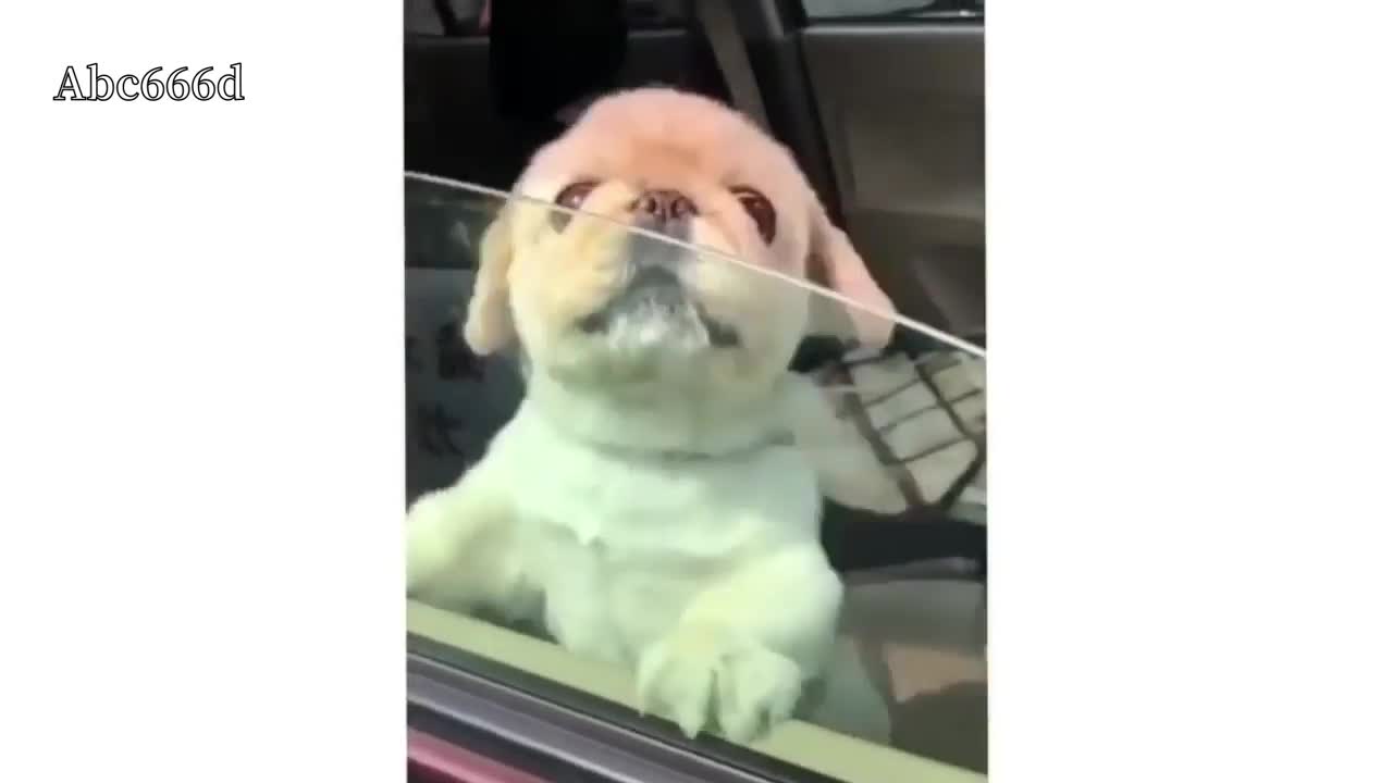 Very Funny Weird Dogs 🐶 Bark, Awesome Compilation Dog 🐶 Making Funny Noise