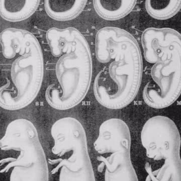 Evolution Embarrassments!