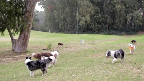 Dog Playing with his friends