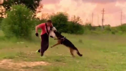 Dog training video