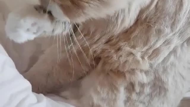 Grooming cat1