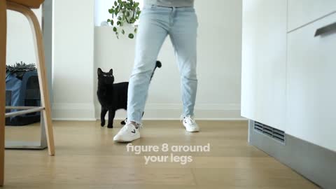 The Trainable Cat: Teach tricks to your cat very fast