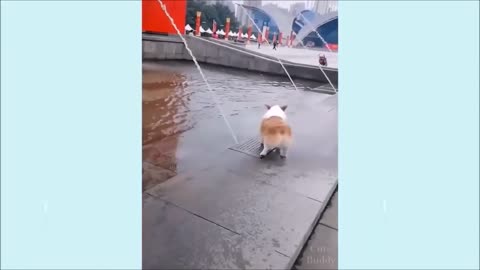 Cute Puppies Acting Sweet And Funny | Hilarious Moments 3