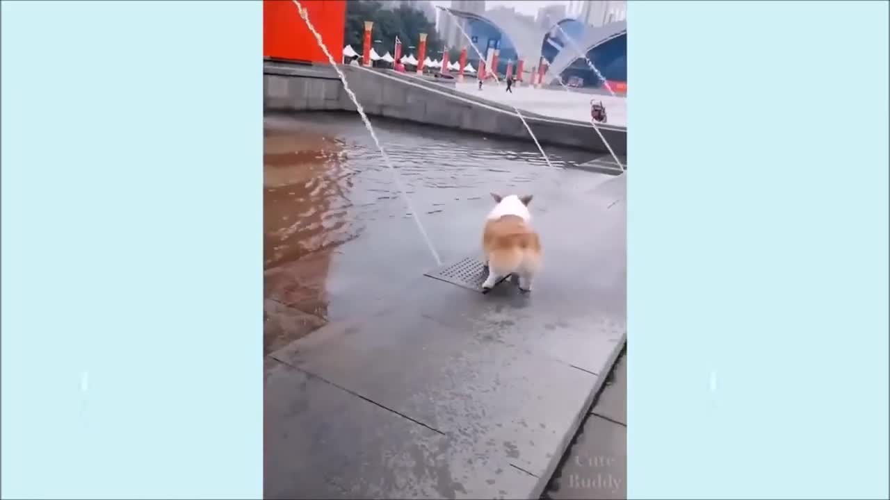 Cute Puppies Acting Sweet And Funny | Hilarious Moments 3