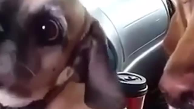 Laughing animals compilation 🤣