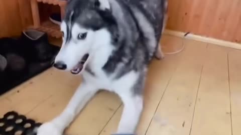 Husky