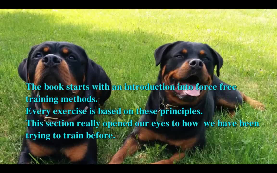 Brain Training For Dogs: Reviews And Rating!!