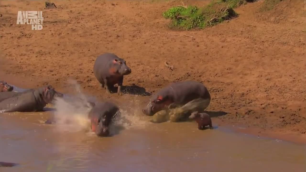 The animal world is all around us.