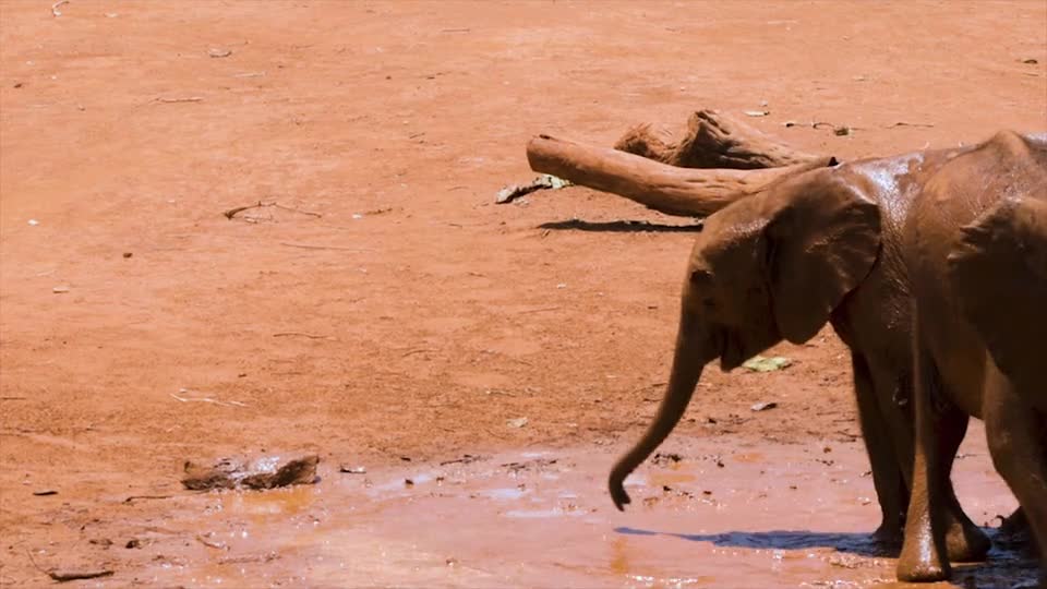 Baby Elephants Playing In The Mud