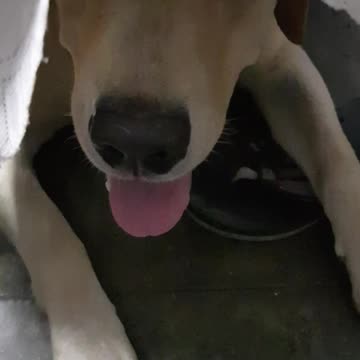 This dog hides his face under table cloth