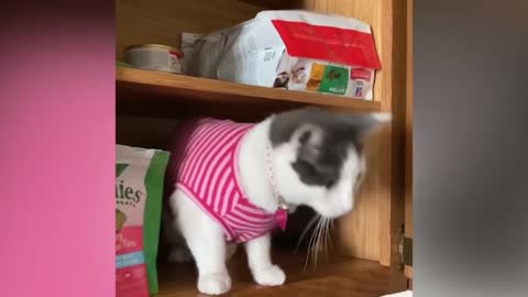 Try Not To Laugh | Funniest Cat Videos Ever| Funny Animal Videos #8