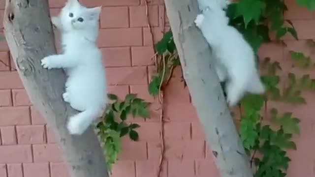 Cute and funny cat video only 4u