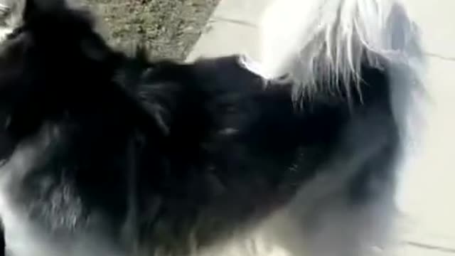 Alaska dog imitates the sound of police sirens