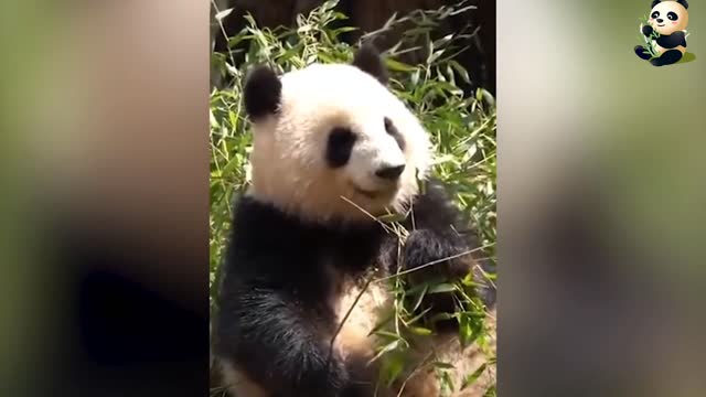 Cute panda