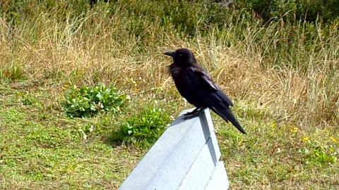 Be the crow you want to see in the world: