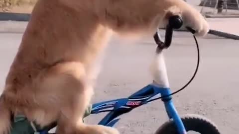 This dog loves a bike ride. ha ha?