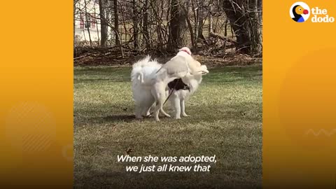 Giant Dog Who Lived In A Crate For 6 Years Freaks Out Over Her First Cheeseburger | The Dodo