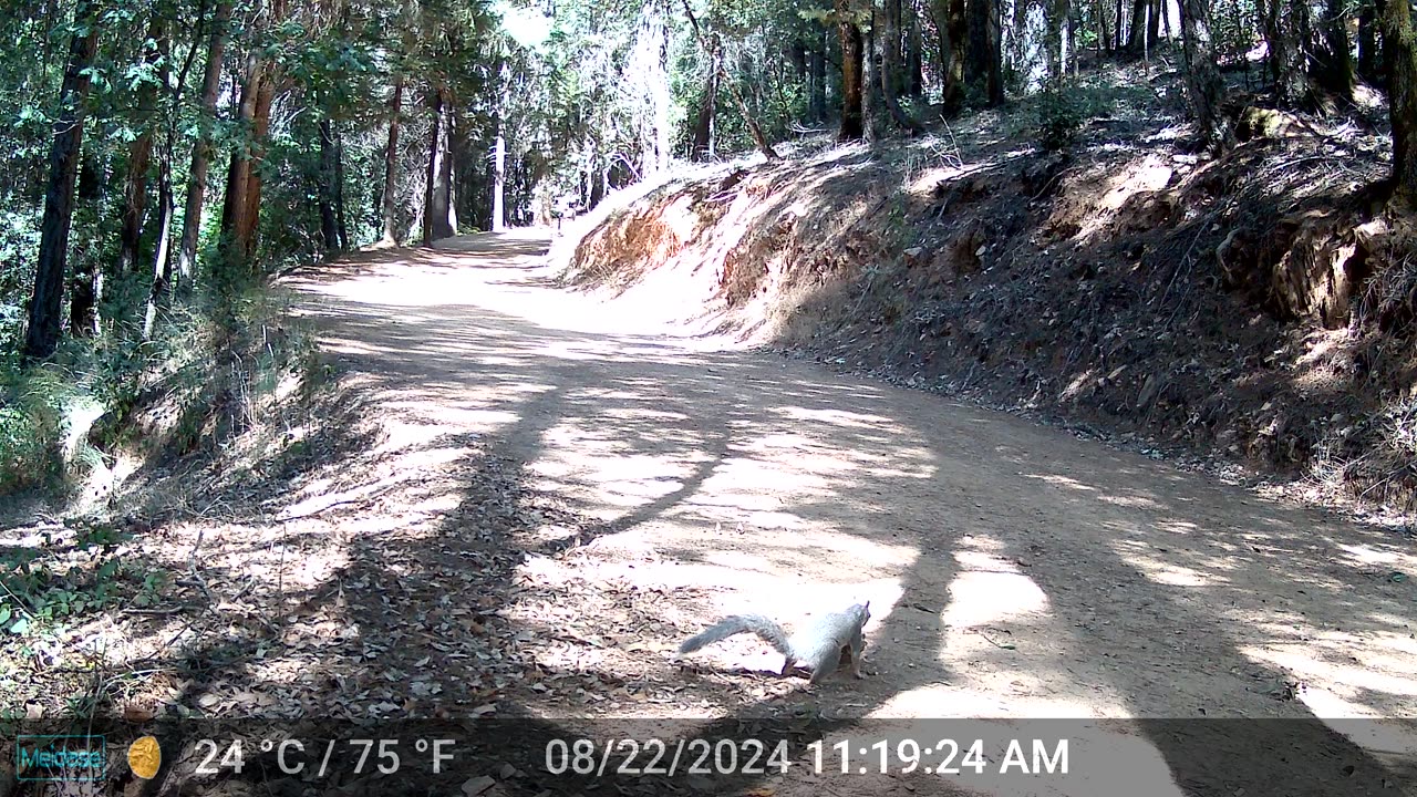 Squirrel Stripping a Pinecone