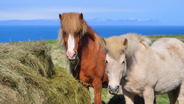 Icelandic horses and the beauty of nature